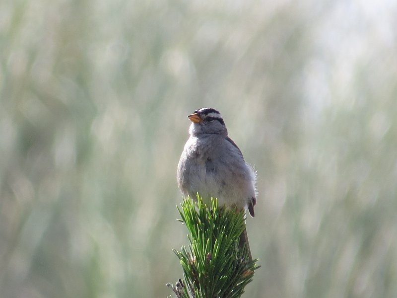 (39) White-crowned Sparrow.JPG